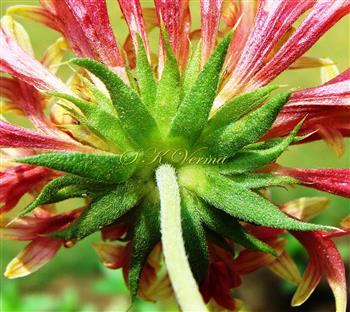  Involucre